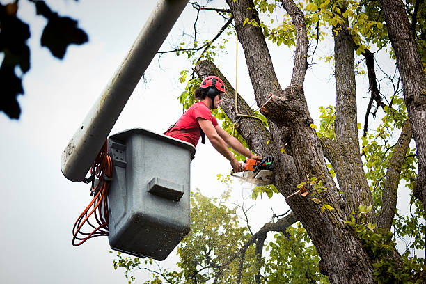 Best Fruit Tree Pruning  in Lincoln Village, CA