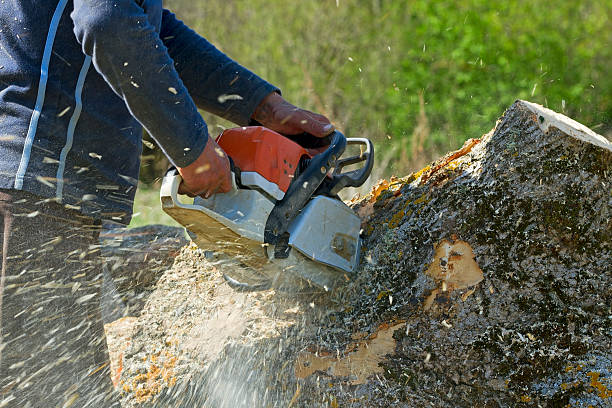 Why Choose Our Tree Removal Services in Lincoln Village, CA?